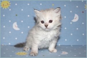 Female Siberian Kitten from Deedlebug Siberians